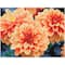 Diamond Dotz® Peach Dahlias Diamond Painting Artwork Kit